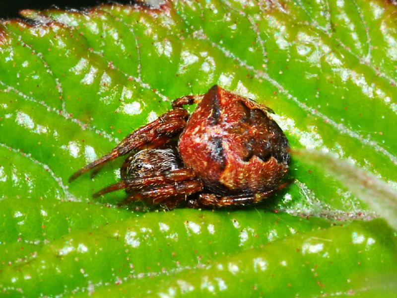 Un ragno rossastro: Gibbaranea sp. - prov.  Genova